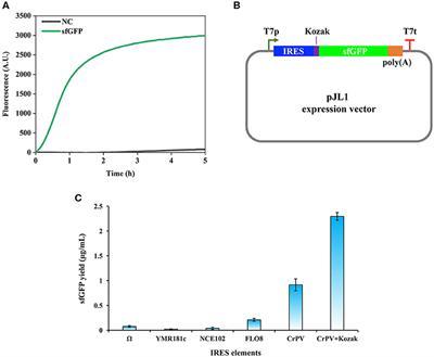 Establishing a Eukaryotic Pichia pastoris Cell-Free Protein Synthesis System